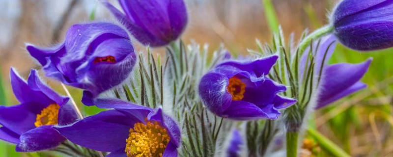 紫羅蘭的養(yǎng)護方法