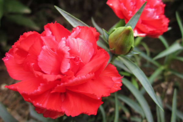 康乃馨花期過(guò)后怎么澆水