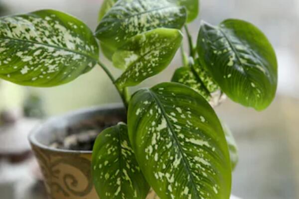 萬年青開花預(yù)兆什么，是一種吉祥的象征