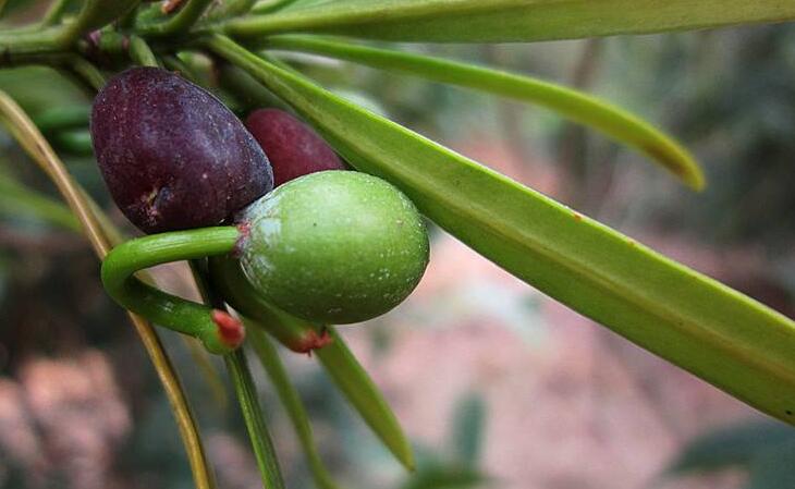 羅漢松果泡酒的方法，制作過程的4步驟