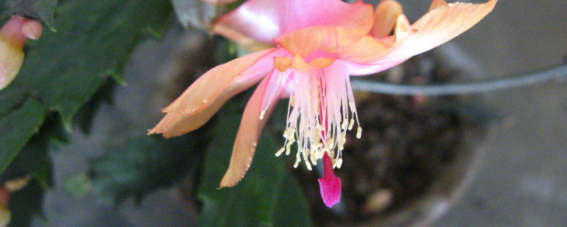 蟹爪蘭怎么養(yǎng)才能開花