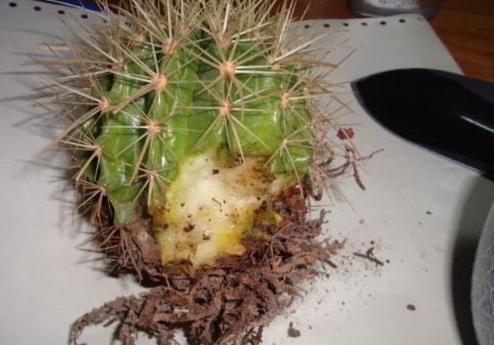 仙人掌爛根原因，仙人掌爛根怎么辦/重新栽培