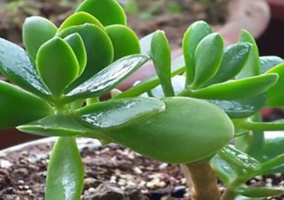 燕子掌能放在室內(nèi)養(yǎng)嗎，能/吸收有害氣體、釋放氧氣(身體健康)