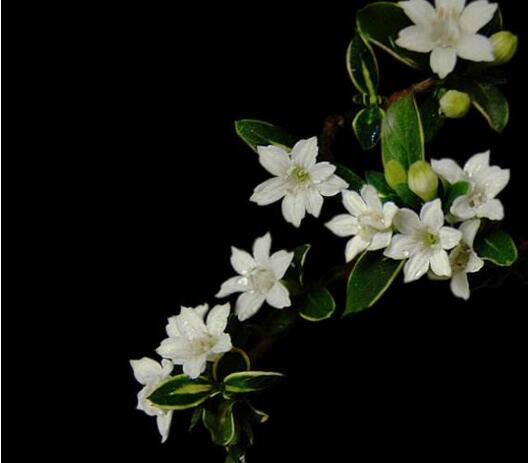 盆景六月雪的養(yǎng)護知識，土壤和環(huán)境都要適宜它的生長