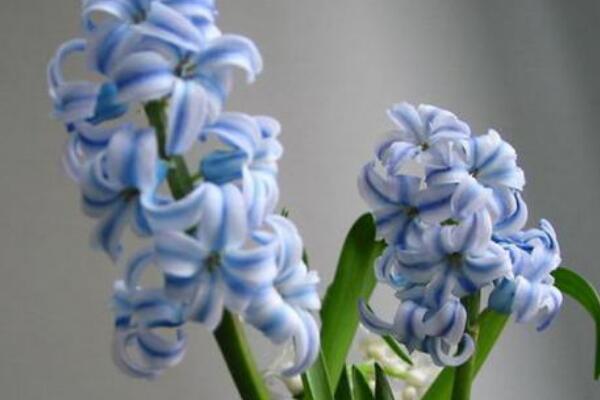 風(fēng)信子花謝了怎么處理，花謝了不要丟、保留種球來(lái)年還可以開(kāi)花