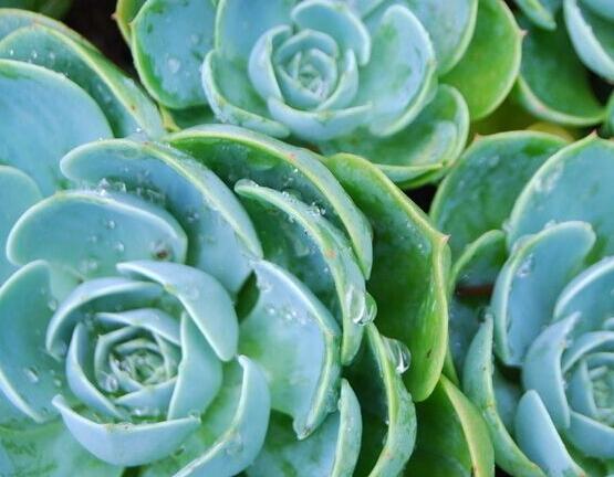 寶石花怎么澆水，不同季節(jié)不同澆水量(控水為主)