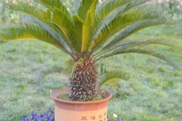 如何控制鐵樹新葉長(zhǎng)度