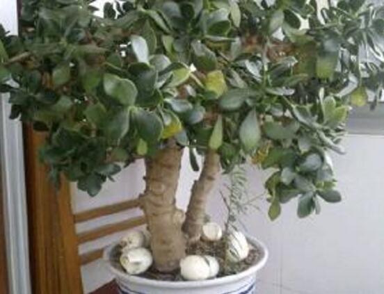 玉樹常見(jiàn)的病蟲害防治，教你四種辦法簡(jiǎn)單學(xué)會(huì)