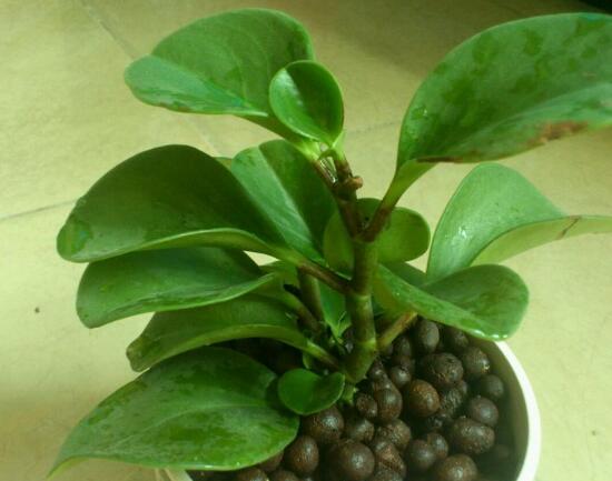 碧玉葉子發(fā)黃怎么辦，教你五步讓它重新恢復生機