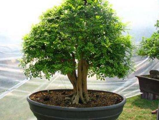 九里香爛根的原因，九里香爛根怎么辦