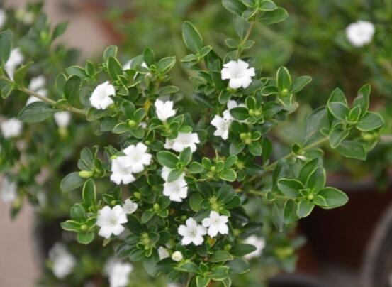 六月雪葉子軟了變黑怎么辦，教你兩種最直觀有效解決方法