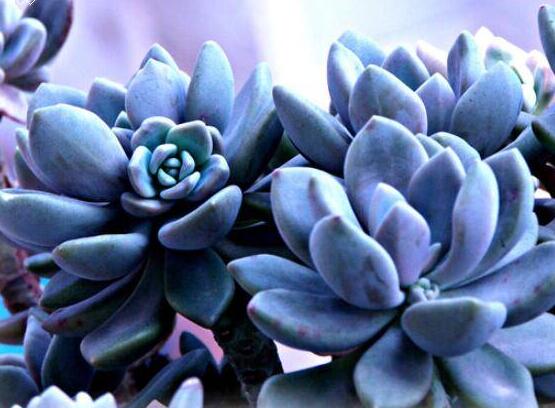 寶石花有哪些功效，美容養(yǎng)顏治便秘