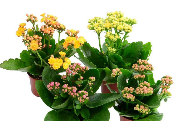 長壽花莖表皮結(jié)痂怎么處理