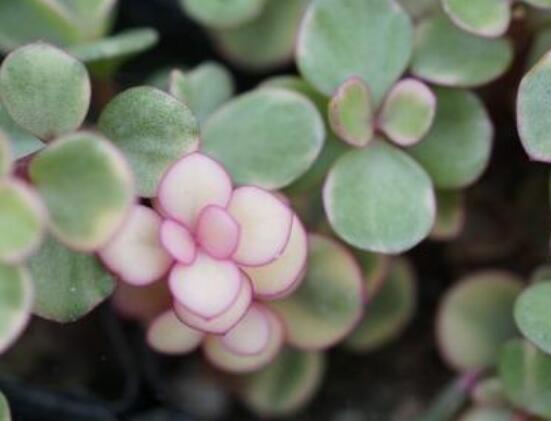 雅樂之舞怎么養(yǎng)能開花，只需要五個步驟花開爆盆