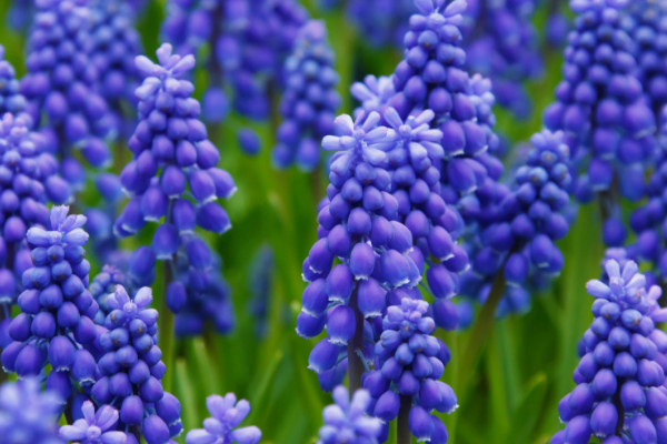 風(fēng)信子什么時(shí)候種植，9~10月份是最佳種植時(shí)間