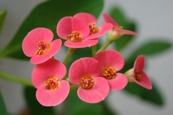 虎刺梅冬天怎么養(yǎng)，5個(gè)步驟可保證虎刺梅順利過冬