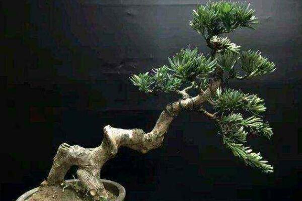 十大羅漢松品種，羅漢松常見(jiàn)品種介紹