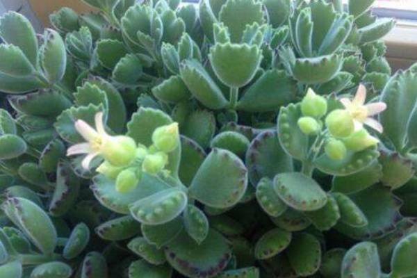 熊童子開花的寓意，生機(jī)勃勃與活力四射