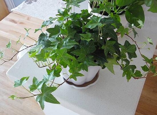 常春藤怎么養(yǎng)長(zhǎng)得快，常春藤的養(yǎng)殖方法