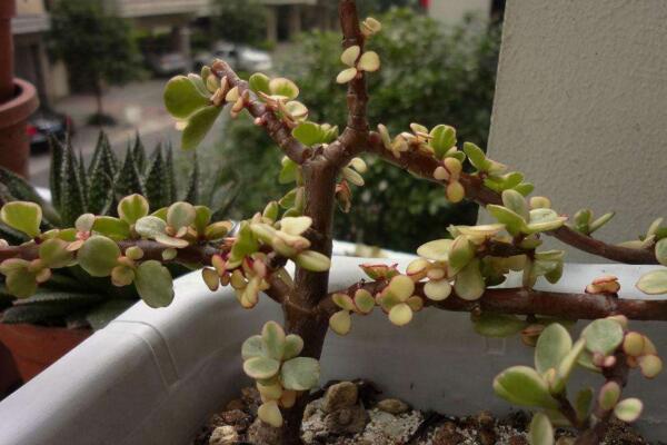 多肉雅樂之舞怎么繁殖，扦插以及嫁接都可以進(jìn)行繁殖