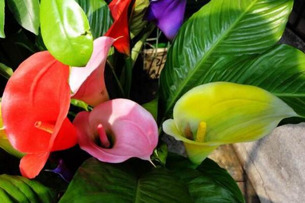 彩色馬蹄蓮怎么養(yǎng)，掌握以下要點(diǎn)新手也能養(yǎng)好馬蹄蓮