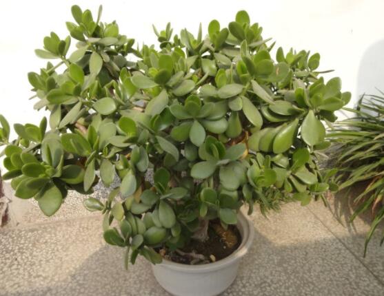 燕子掌有什么作用，美化環(huán)境、凈化空氣