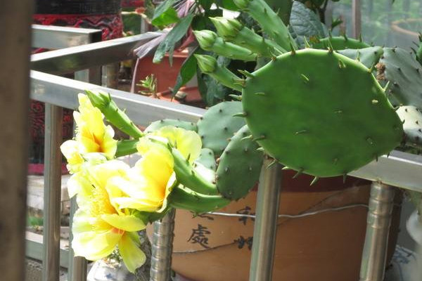 仙人掌適合放哪里，放在陽(yáng)臺(tái)更利于生長(zhǎng)