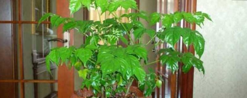 幸福樹(shù)葉子卷曲下垂