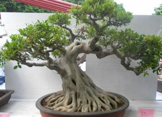 榕樹盆景怎么養(yǎng)，榕樹盆景養(yǎng)殖注意六大要素