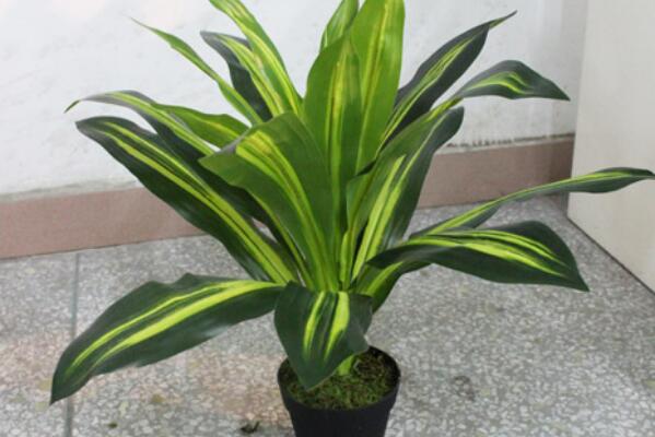 萬(wàn)年青的養(yǎng)殖方法和注意事項(xiàng)：土壤適宜/溫度適中/切勿暴曬/合理澆水