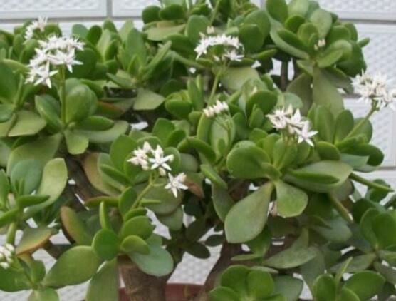 玉樹可以放在室內(nèi)嗎，小心碰觸導(dǎo)致瘙癢、腫痛(有毒)