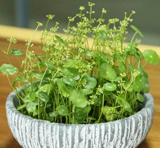 銅錢草什么時(shí)候開花，銅錢草花期多長(zhǎng)時(shí)間（四個(gè)月）