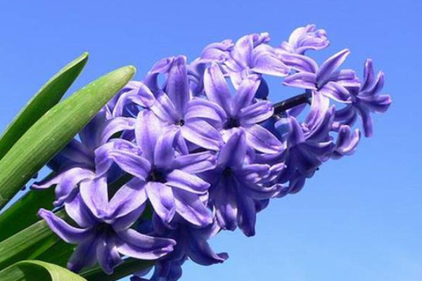 風(fēng)信子水培多久長(zhǎng)根