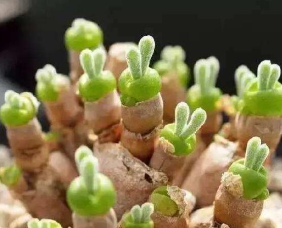 碧光環(huán)多肉有毒嗎，無毒/株型優(yōu)雅、美觀可愛