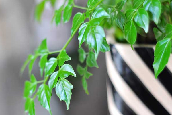 幸福樹施什么肥最好，施氮肥能促進(jìn)枝葉茂盛