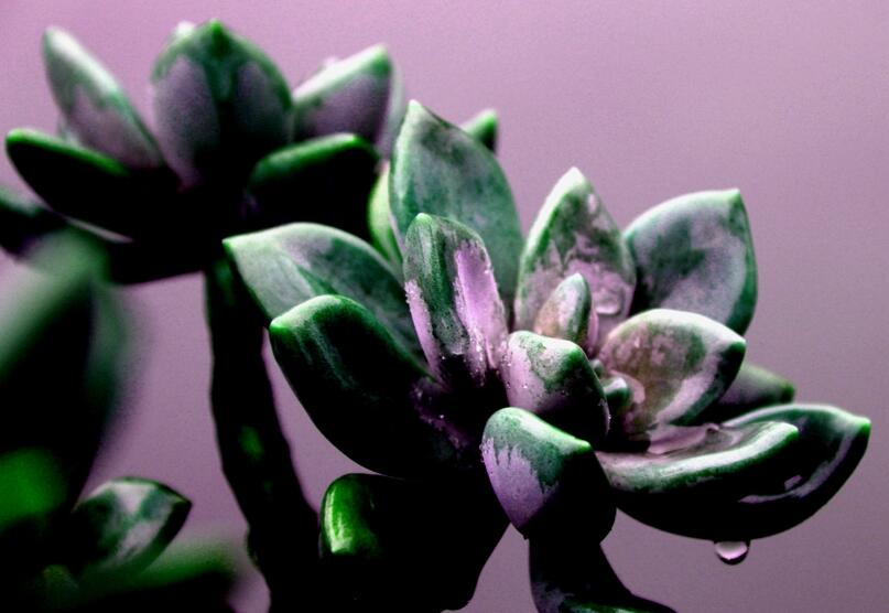 寶石花有哪些功效，美容養(yǎng)顏治便秘