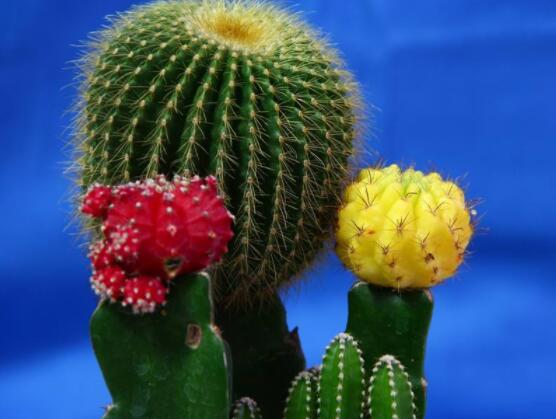 仙人球防輻射嗎，不能/只能防太陽紫外線(光學(xué)輻射)