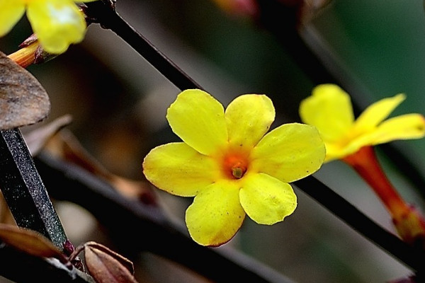 迎春花一天曬太陽(yáng)行嗎
