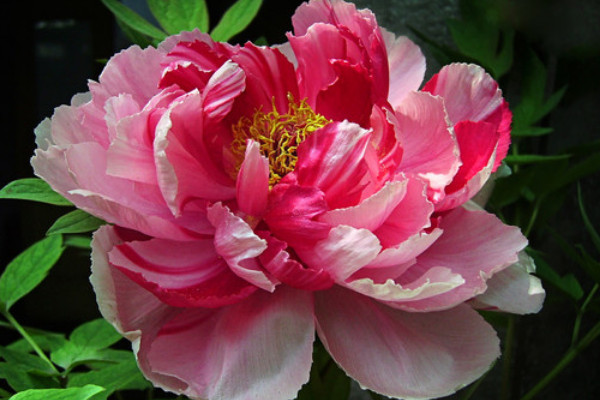 牡丹花沒(méi)有根能栽活嗎