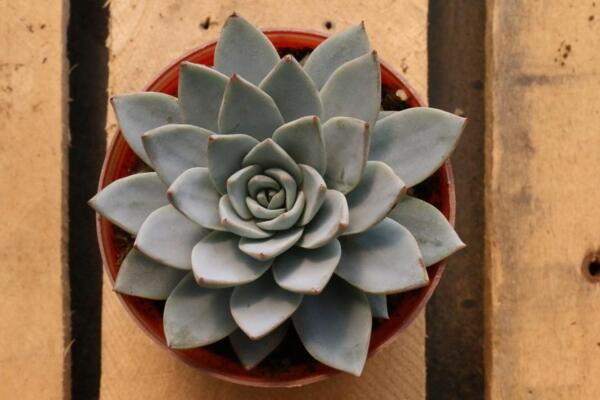 寶石花怎樣用葉子繁殖，寶石紅葉子繁殖5大要點(diǎn)