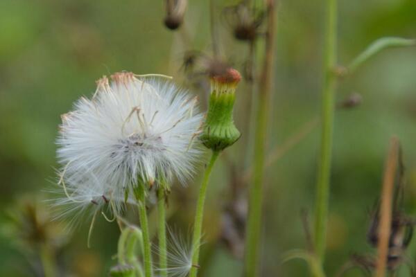 蒲公英的傳播方式，種子隨風(fēng)傳播