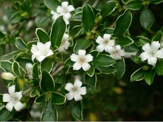 六月雪哪個(gè)品種最貴，屬金邊六月雪當(dāng)之無(wú)愧