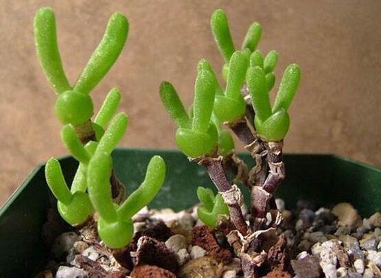 碧光環(huán)的用土方法，四份營養(yǎng)土六份蛭石一份珍珠巖混合配制