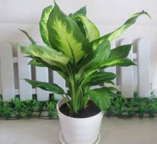 萬年青花語是什么，萬年青開花寓意