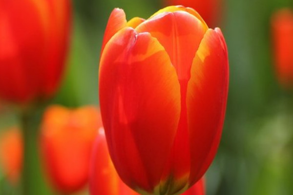 郁金香第二年怎么養(yǎng)