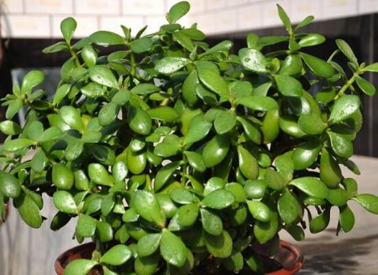 玉樹花幾年開花，掌握五大要點可年年開花