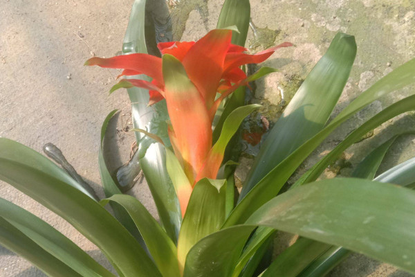 鴻運(yùn)當(dāng)頭花落了怎么辦