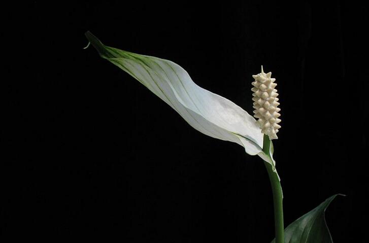 一帆風(fēng)順用什么營(yíng)養(yǎng)液，濃縮型營(yíng)養(yǎng)液（發(fā)芽多發(fā)枝快）