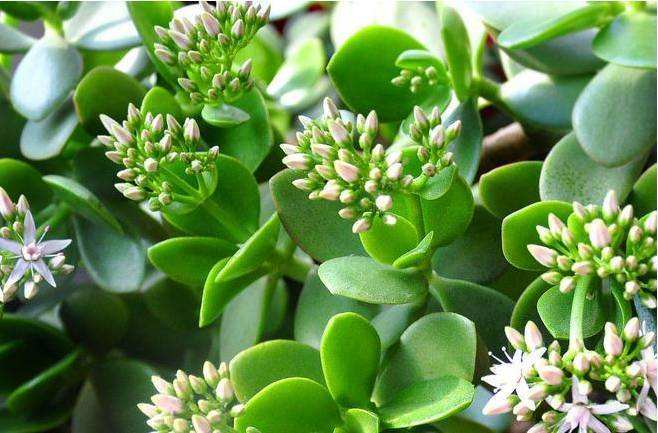 玉樹的繁殖方法，介紹葉插和枝插兩種繁殖方法