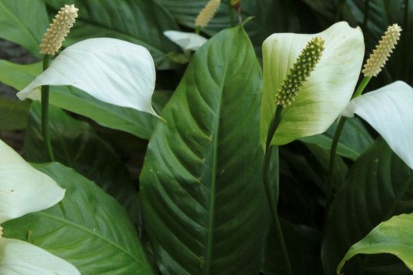 一帆風(fēng)順的葉子尖干枯怎么辦，可更換盆土或進(jìn)行通風(fēng)